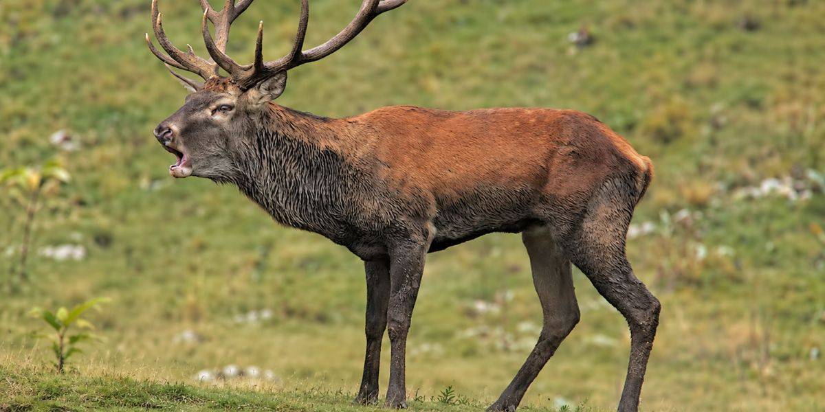 IL BRAMITO DEI CERVI – PARCO REGIONALE SIRENTE VELINO - Abruzzo IL BRAMITO DEI CERVI – PARCO REGIONALE SIRENTE VELINO - Abruzzo