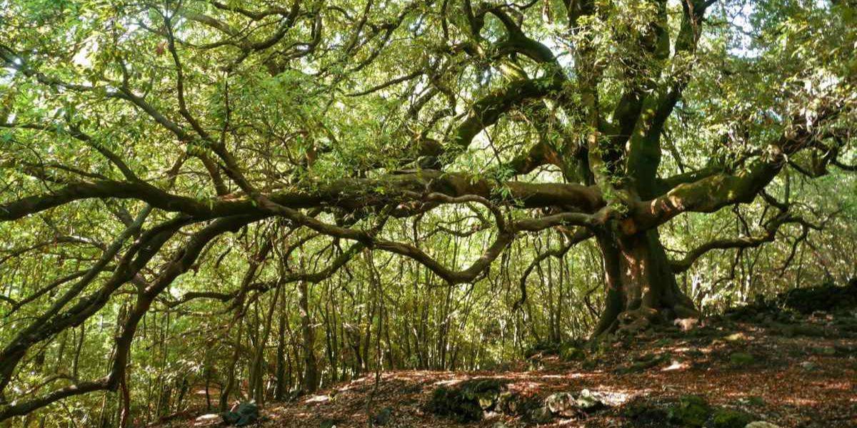 TREKK TRA FUOCO E COLORI D’AUTUNNO - Sicilia TREKK TRA FUOCO E COLORI D’AUTUNNO - Sicilia
