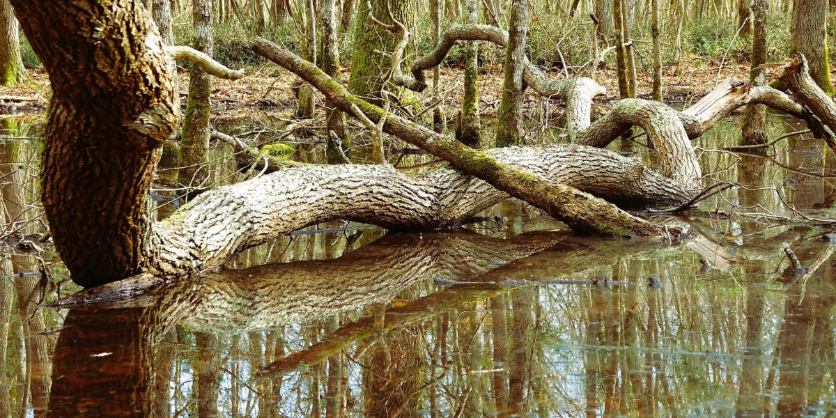 RADICI SACRE nel PARCO NAZIONALE DEL CIRCEO - Lazio RADICI SACRE nel PARCO NAZIONALE DEL CIRCEO - Lazio