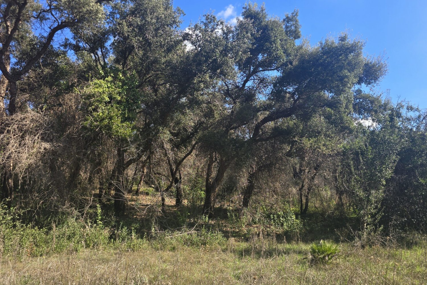 Riserva Naturale Sughereta di Pomezia: Facile escursione botanica esperienziale