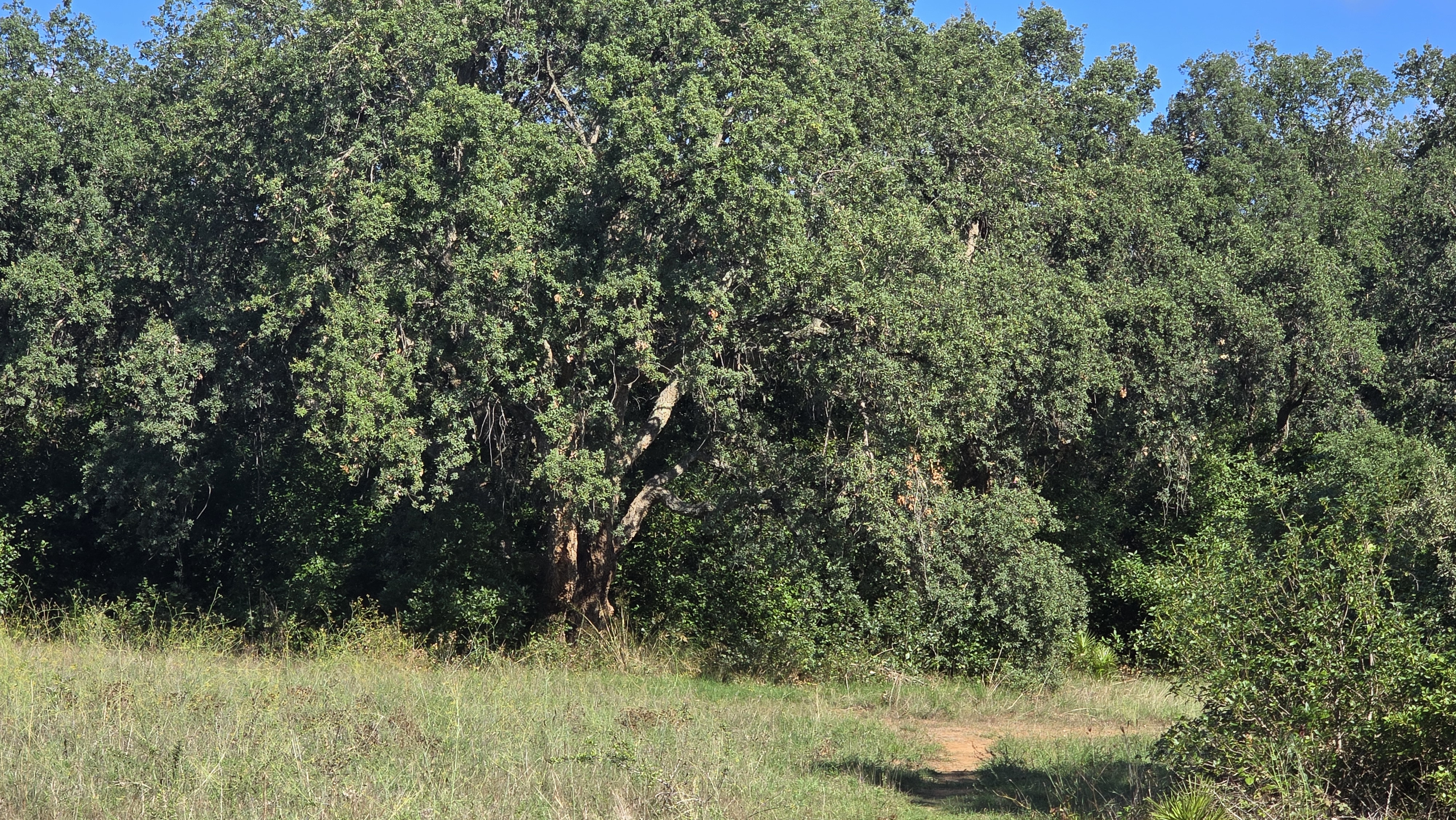 Riserva Naturale Sughereta di Pomezia: Facile escursione botanica esperienziale