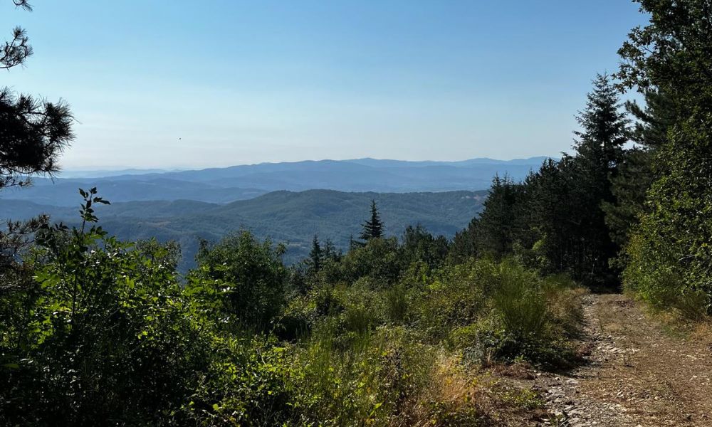 I Segreti del Bosco Sospeso