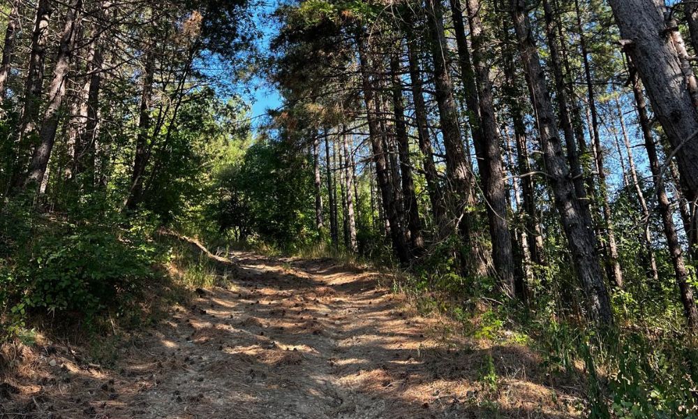 I Segreti del Bosco Sospeso