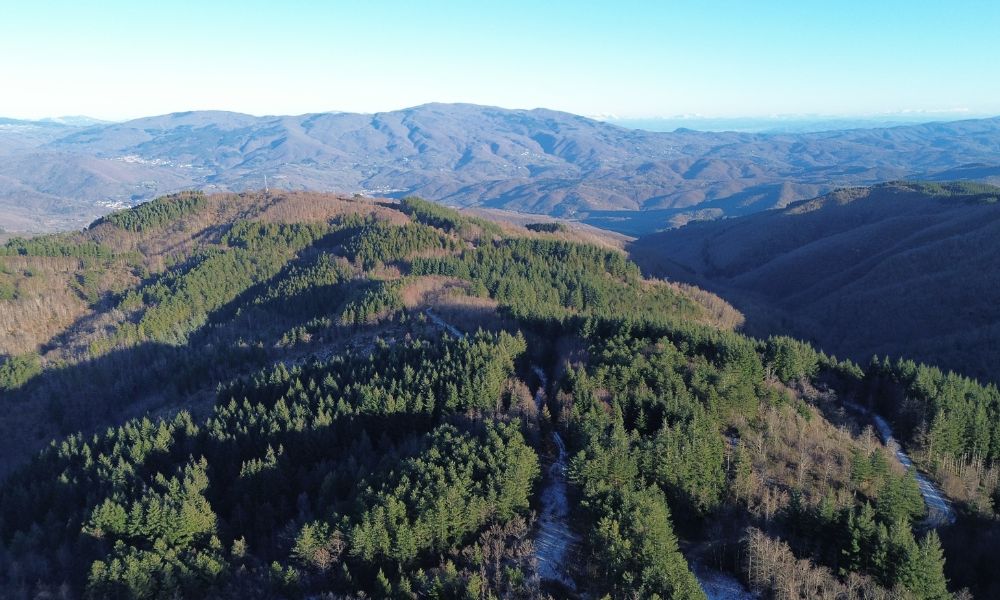 I Segreti del Bosco Sospeso