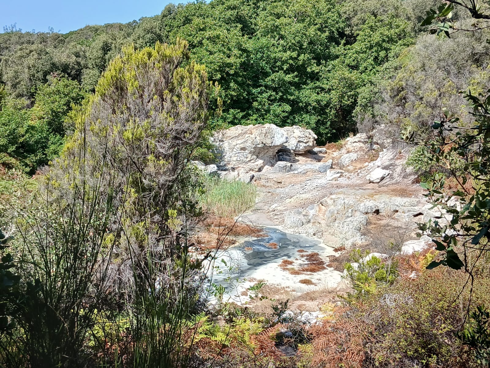 Il Bosco Segreto a Tor Caldara (Anzio) Semi, tracce e profumi della macchia mediterranea