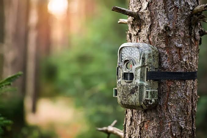 Il Linguaggio del Bosco