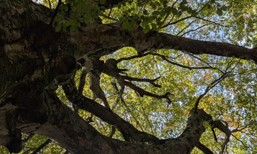 Biodiversità in cammino 🍂 L’Acquerino e i suoi protagonisti