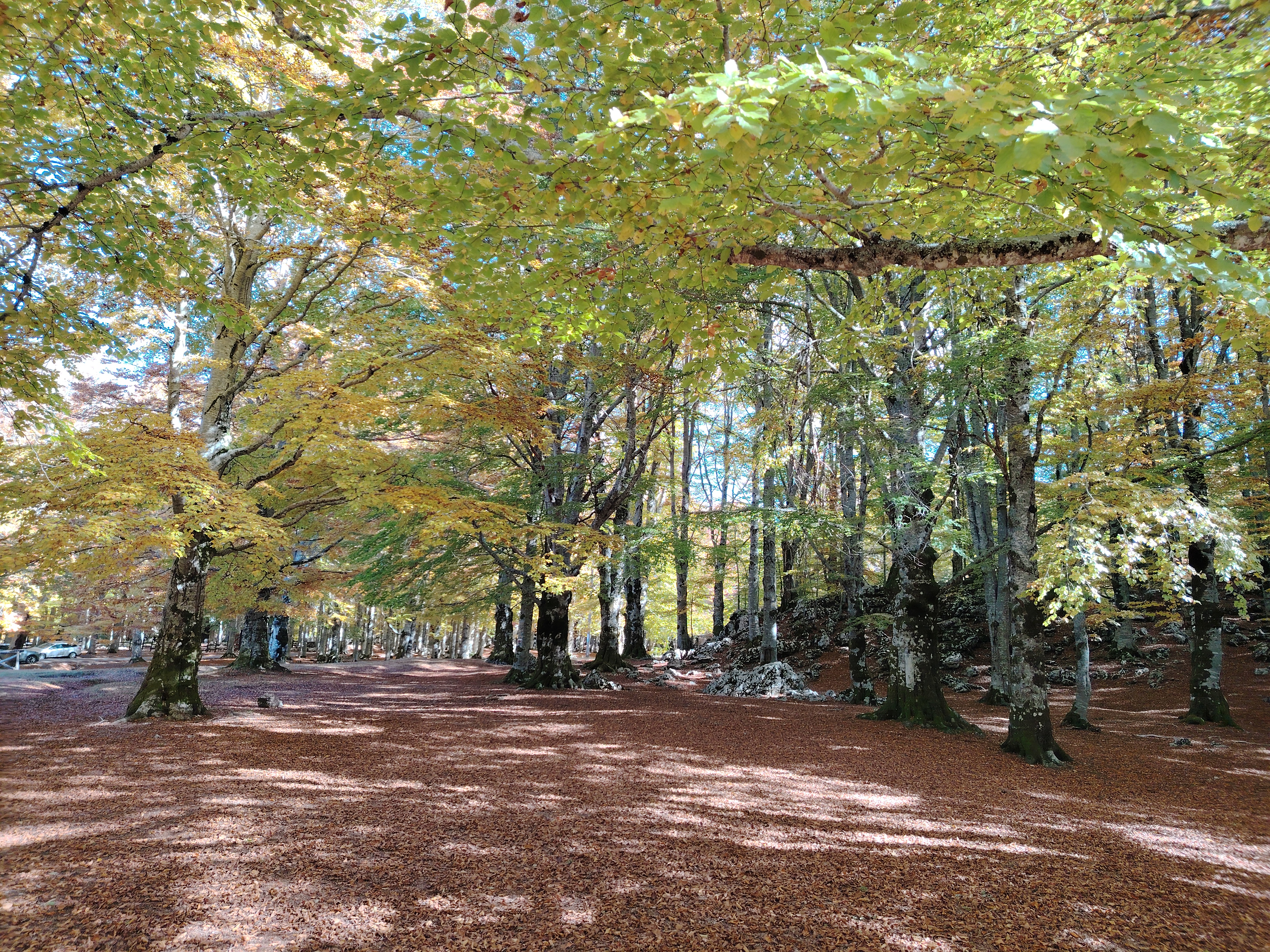 Il Bosco Cambia Pelle – Lo spettacolo del foliage sul Monte Autore