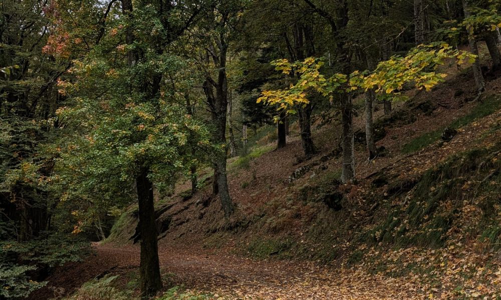 Biodiversità in cammino 🍂 L’Acquerino e i suoi protagonisti