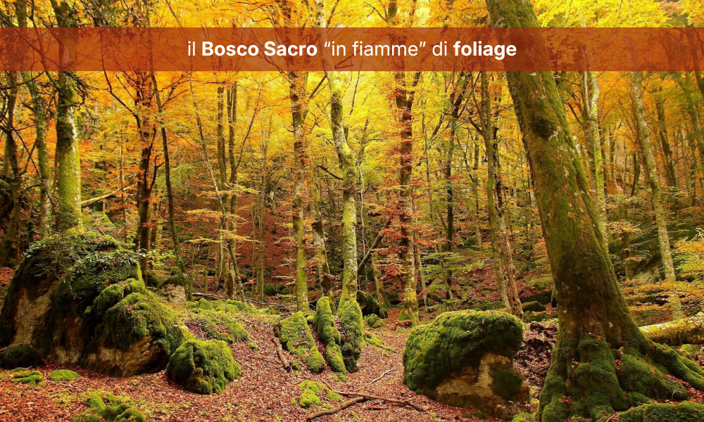 BabelTrek AdvenTour – LA VERNA: Foliage & Respiro