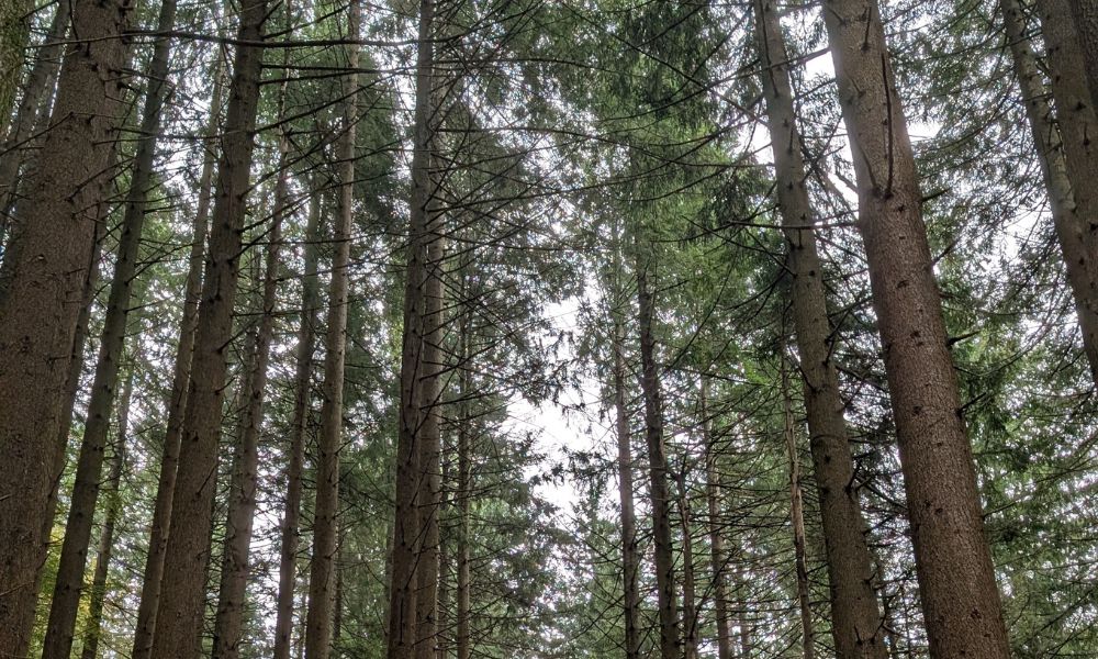Biodiversità in cammino 🍂 L’Acquerino e i suoi protagonisti