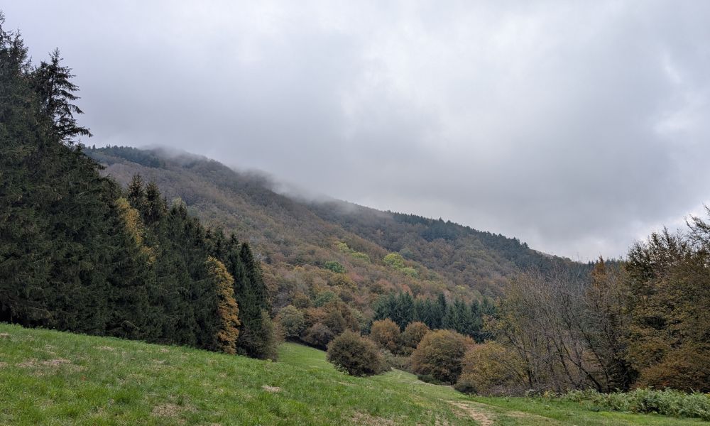 Biodiversità in cammino 🍂 L’Acquerino e i suoi protagonisti