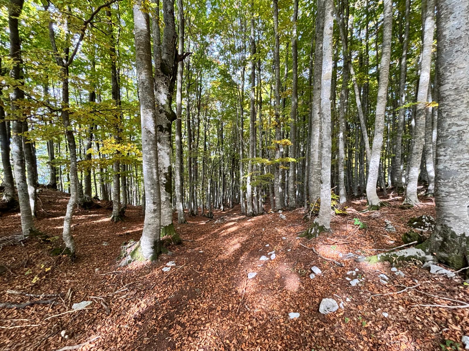 IL RESPIRO DELL’AUTUNNO🍂: TRA COLORI E PROFUMI NEL CUORE DEI SIMBRUINI🌄