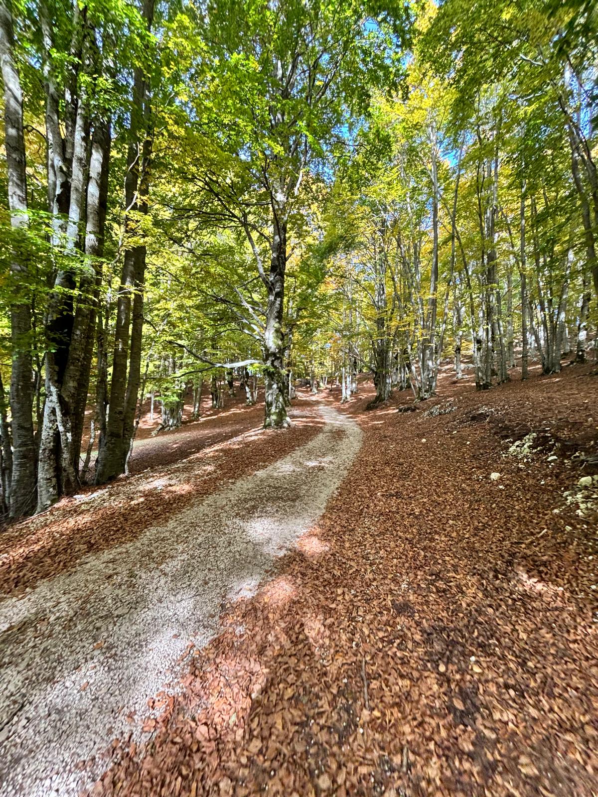 IL RESPIRO DELL’AUTUNNO🍂: TRA COLORI E PROFUMI NEL CUORE DEI SIMBRUINI🌄
