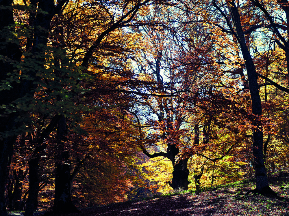 Foliage nel Bosco Sant'Antonio - Colle Brignole
