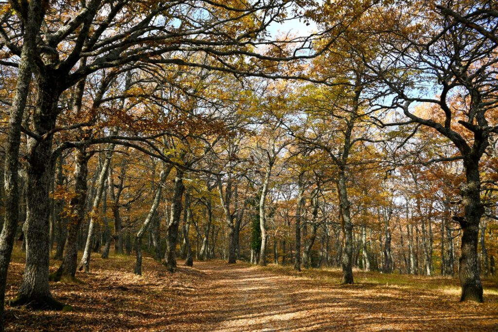 Sotto il Cielo dei Lucani - Trekking Experience - Bosco Tre Cancelli (Tricarico)