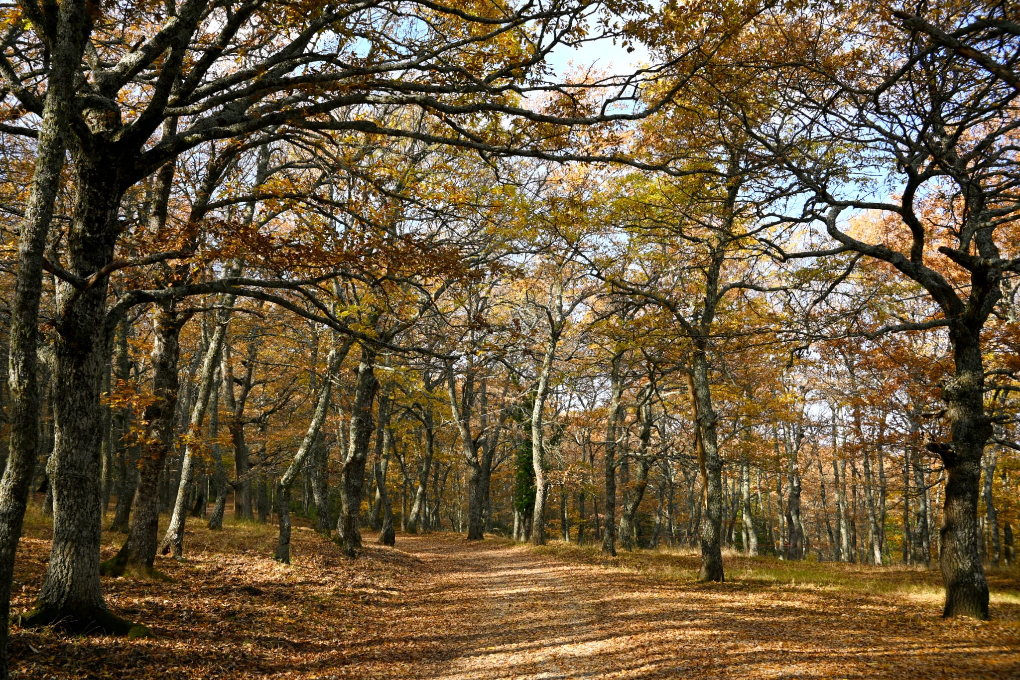 Bosco Tre Cancelli - Tricarico