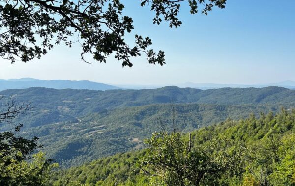 La bischera nel bosco